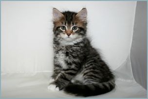 Male Siberian Kitten from Deedlebug Siberians